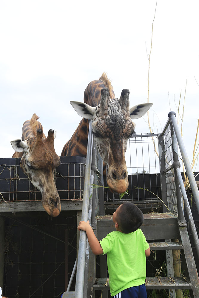小朋友正在用嘴叼著葉子喂長頸鹿（攝影 賀吉）