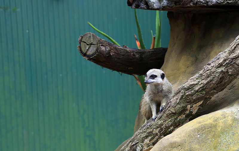 一只“丁滿”（貓鼬）爬到高處為其他小伙伴“把風”（攝影 賀吉）