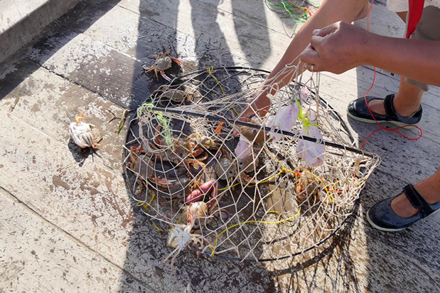 抓上來的螃蟹很多，但是小螃蟹要放回大海（攝影 賀吉）