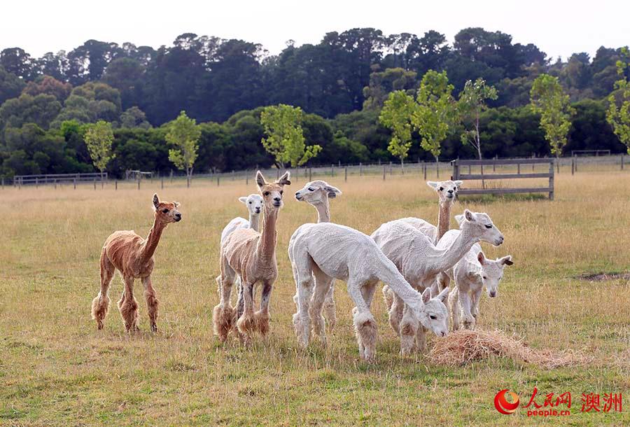 動物界“萌星”羊駝（攝影 賀吉）