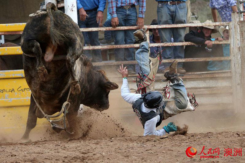 澳大利亞獨有的牛仔競技表演——Campdrafting
