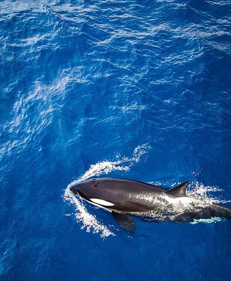 澳大利亞的邁克爾 格策(Michael Goetze)和簡姆普 威廉姆森(Jampal Williamson)利用大疆無人機搭載Zenmuse X5攝像頭在該國西部海岸上空拍攝了一組照片，記錄了海岸線的美麗景象。湛藍的海水、泡沫般的浪花還有細白如銀的沙灘，令人嘆為觀止。