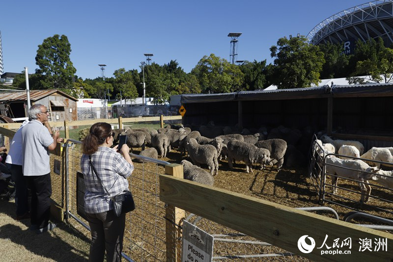 2025悉尼農展會舉行 盡展澳大利亞農業文化特色（攝影 劉美鷺）