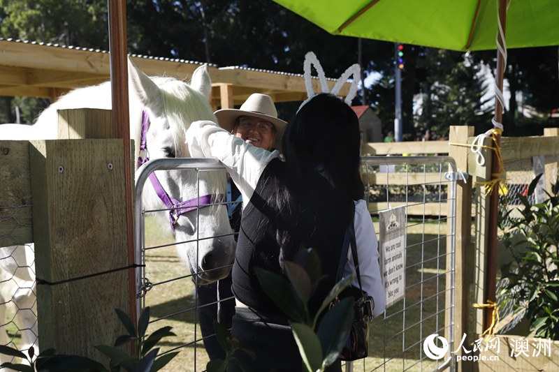 2025悉尼皇家復活節農展會現場，游客與馬匹進行互動（攝影 劉美鷺）