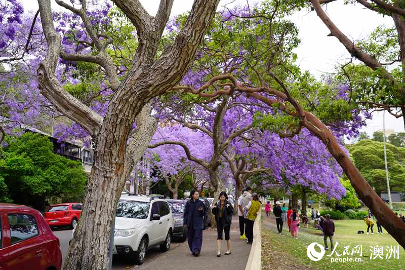 藍花楹吸引眾多市民及游客拍照留念（攝影 沈詩洋）