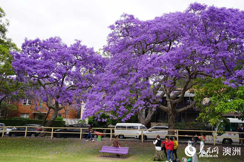 藍花楹吸引眾多市民及游客拍照留念（攝影 沈詩洋）