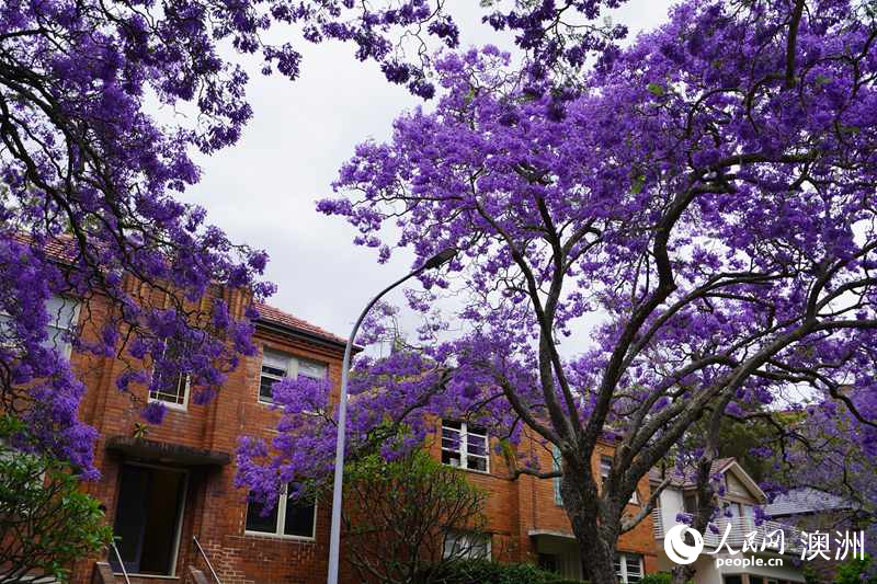 藍花楹盛放，裝扮悉尼春日街頭（攝影 沈詩洋）