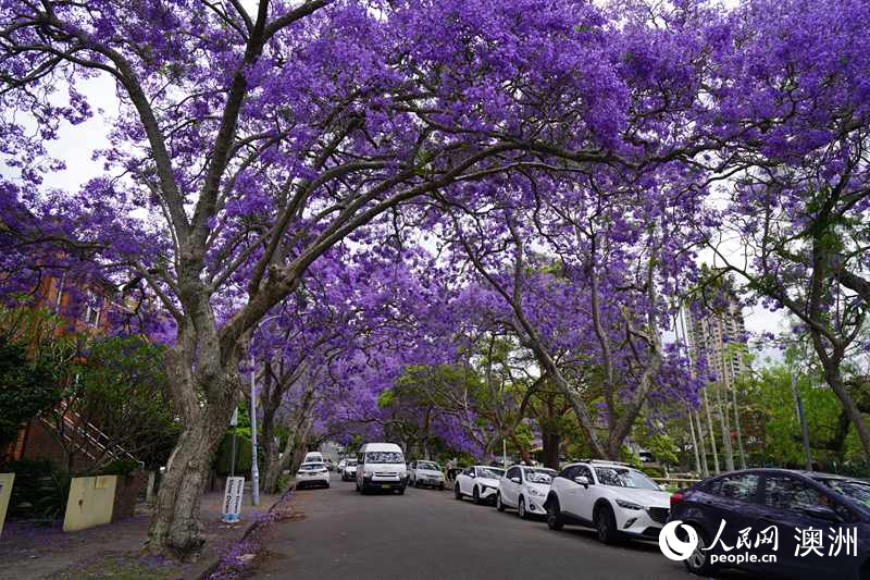 藍花楹盛放，裝扮悉尼春日街頭（攝影 沈詩洋）